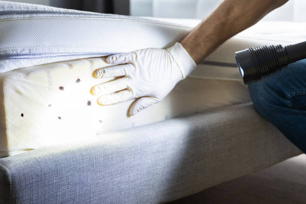 Professional Pest Control in Silverton, OH