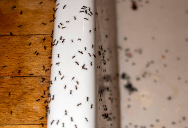 Best Exterminator Services  in Silverton, OH