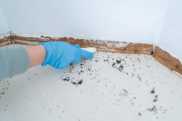 Best Flea Control Services  in Silverton, OH